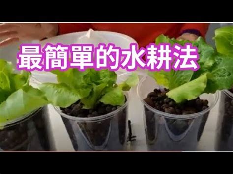 水耕容器diy|DIY水耕種植教學